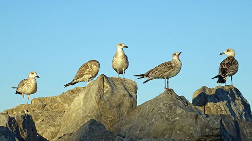 Low angle view of birds perching on rock against clear sky