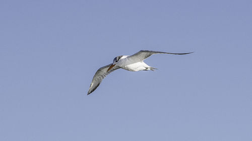 Low angle view of bird flying against clear blue sky