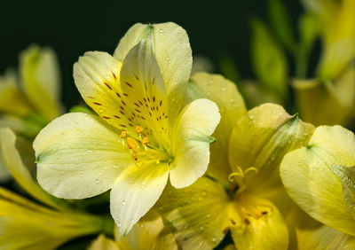 yellow