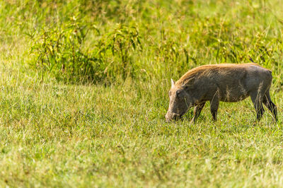 Warthog on field