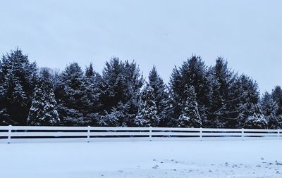 Snow covered trees against clear sky