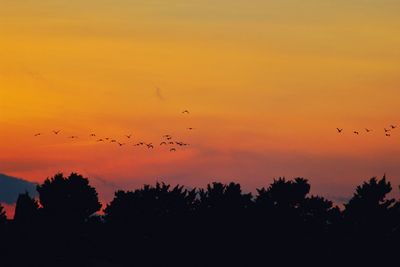 Silhouette birds flying against orange sky