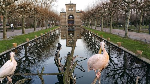 Birds perching on wood in artificial pond