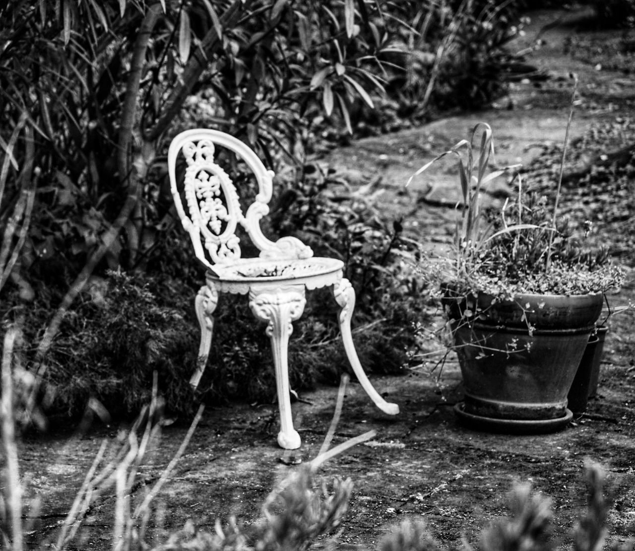 plant, black and white, nature, seat, monochrome photography, no people, monochrome, growth, day, grass, chair, outdoors, white, land, tree, field, front or back yard, furniture, black, absence