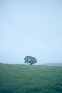 Tree on field against clear sky