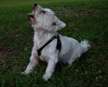 Dog on grassy field