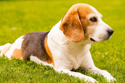 pet