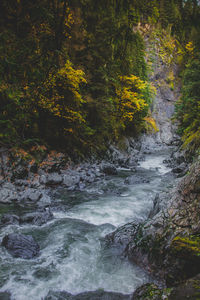 River flowing amidst trees in forest