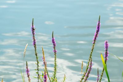 Close-up of pink flowering plants against water