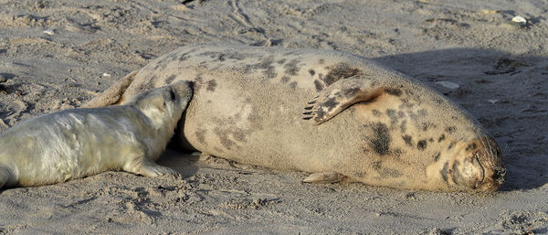 View of an animal sleeping on sand