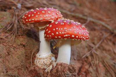 Close-up of fly agaric mushroom on field