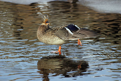 Duck swimming in lake
