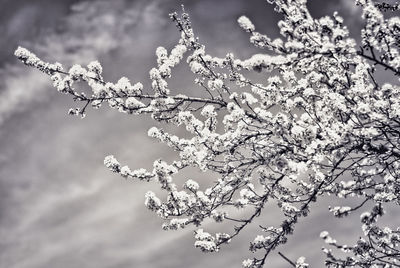 Low angle view of tree against sky