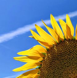 Low angle view of sunflower against sky