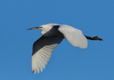 Low angle view of bird flying in sky