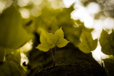 Close-up of leaves