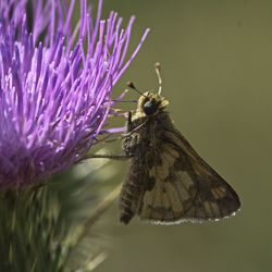 Close-up of insect on purple flower