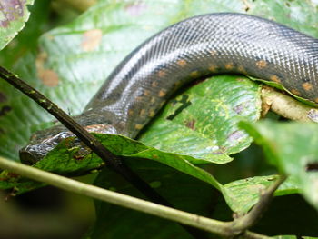 Close-up of lizard on leaf