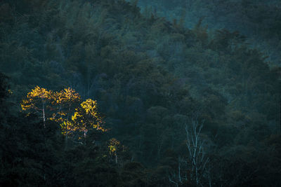 High angle view of flowering trees in forest