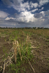 Scenic view of agricultural field against sky