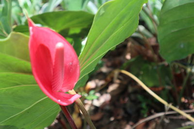 Close-up of red flower