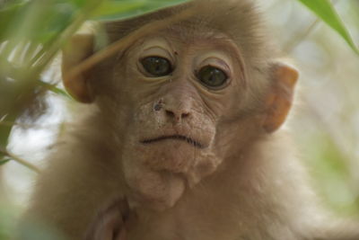 Close-up of portrait of assam macaque