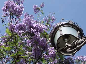 Low angle view of flower tree