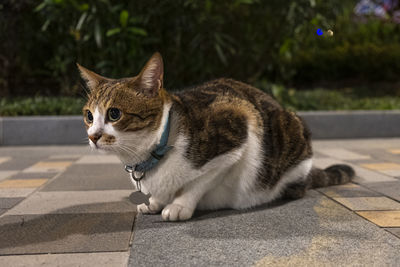 Cat looking away on road