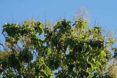 Low angle view of trees against clear blue sky