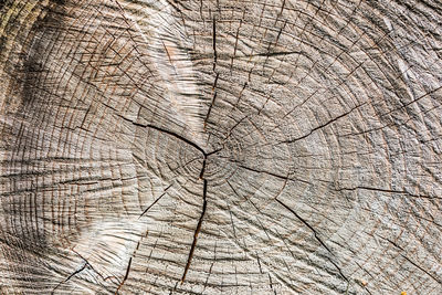 Full frame shot of cracked tree stump