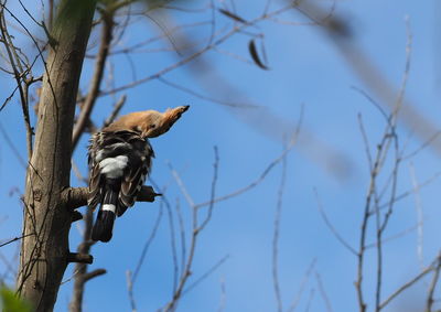 Low angle view of bird perching on branch