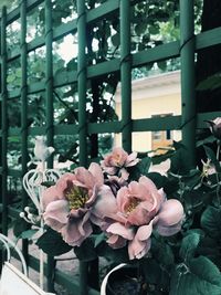 Close-up of pink flowering plants