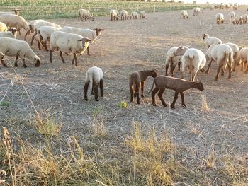 Flock of sheep grazing in field