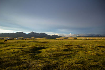 Scenic view of grassy field against sky