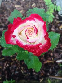 Close-up of wet pink rose blooming outdoors