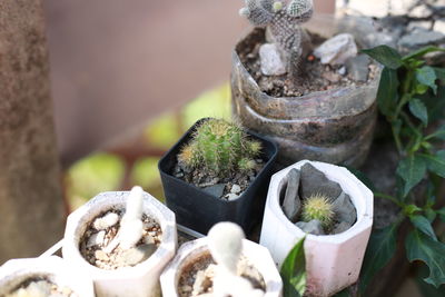 Close-up of potted plant