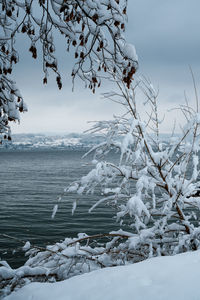 Snow covered plants against sky