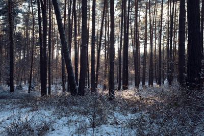 Trees in forest during winter