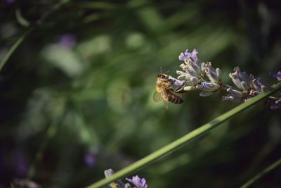 Close-up of bee perching on flower