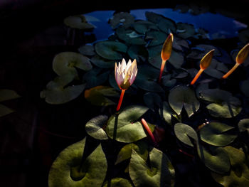 Close-up of lotus water lily