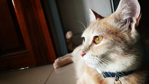 Close-up of cat looking at window