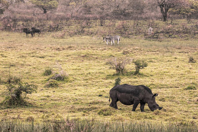 Sheep grazing in a field