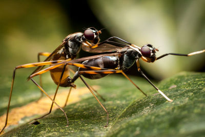 Close-up of insect on leaf