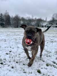 Amstaff dog in snow on land