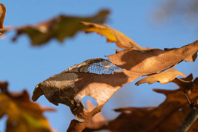 Close-up of dried leaves on plant against sky