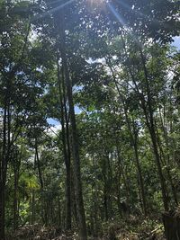 Low angle view of bamboo trees in forest