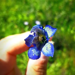 Close-up of hand holding butterfly