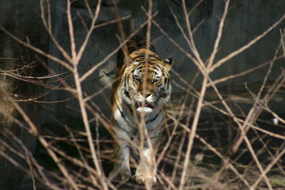 Portrait of tiger thrue trees