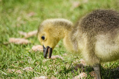 Close-up of a bird on field