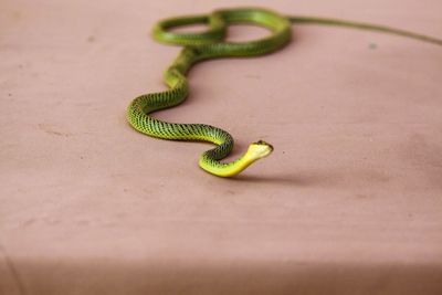 High angle view of snake